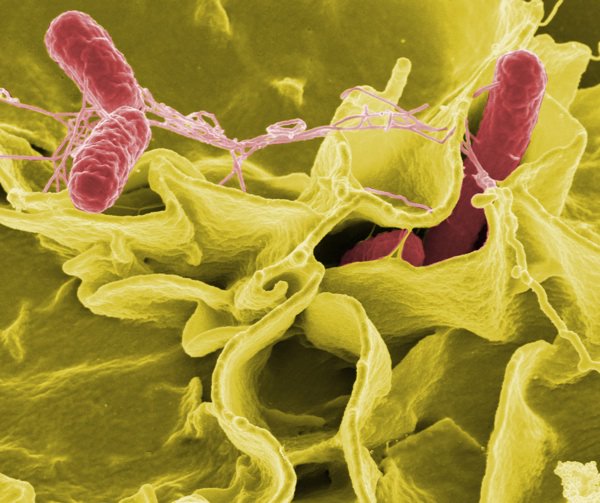 salmonella enterica ini 7 organisma dalam air minuman anda setiap hari