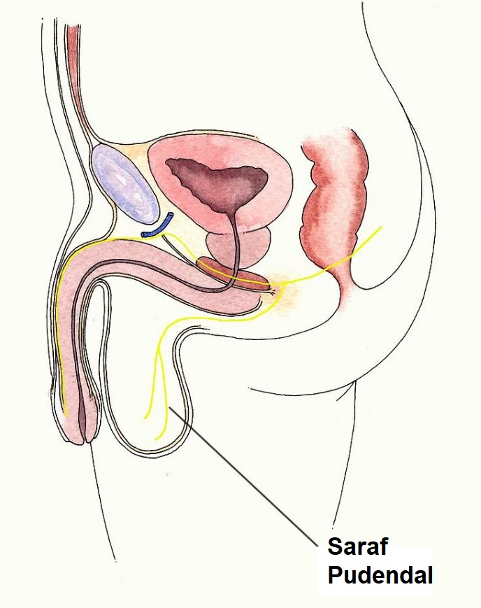 saraf pudendal