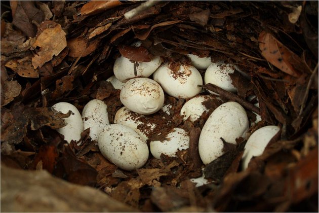 sarang telur ular king cobra