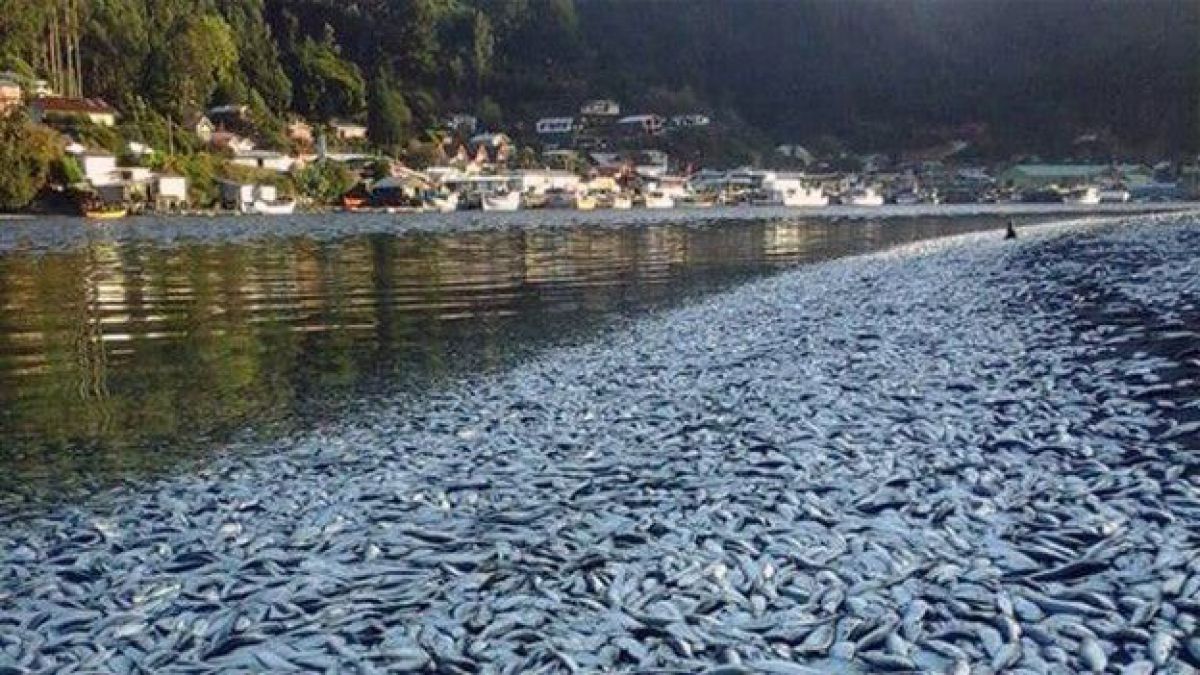 sardine mati di chile