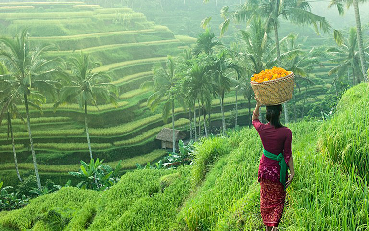 sawah padi di bali ubud