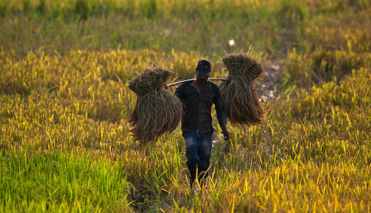 sawah padi tempat tinggal kumbang charlie