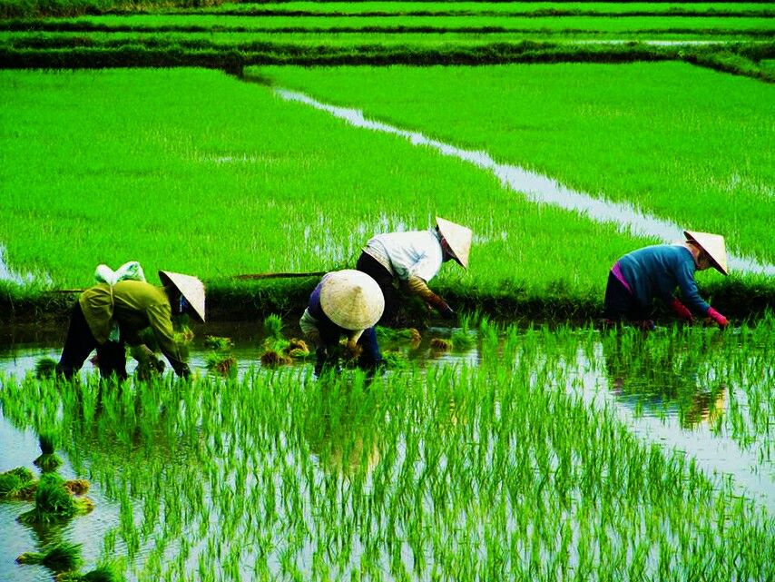 sawah padi