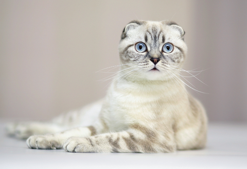 scottish fold