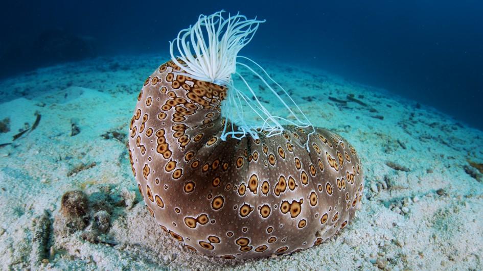 sea cucumber defense adapt 945 1