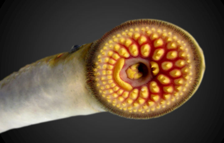 sea lamprey 2