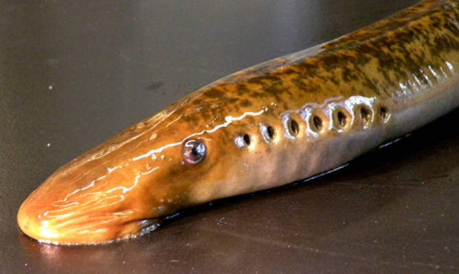 sea lamprey 3