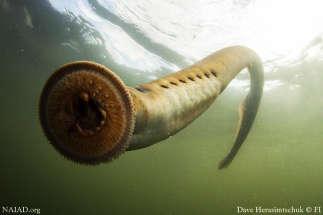 sea lamprey