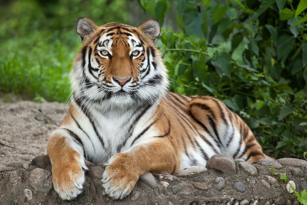 sebab mengapa harimau suka tinggal bersendirian