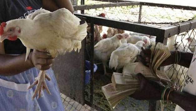 seekor ayam berharga berbillion dolar zimbabwe