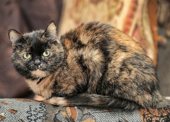 seekor kucing tortoiseshell pernah dihantar melalui pos