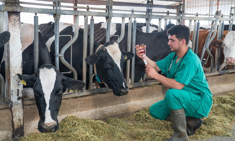 sejarah vaksin lembu