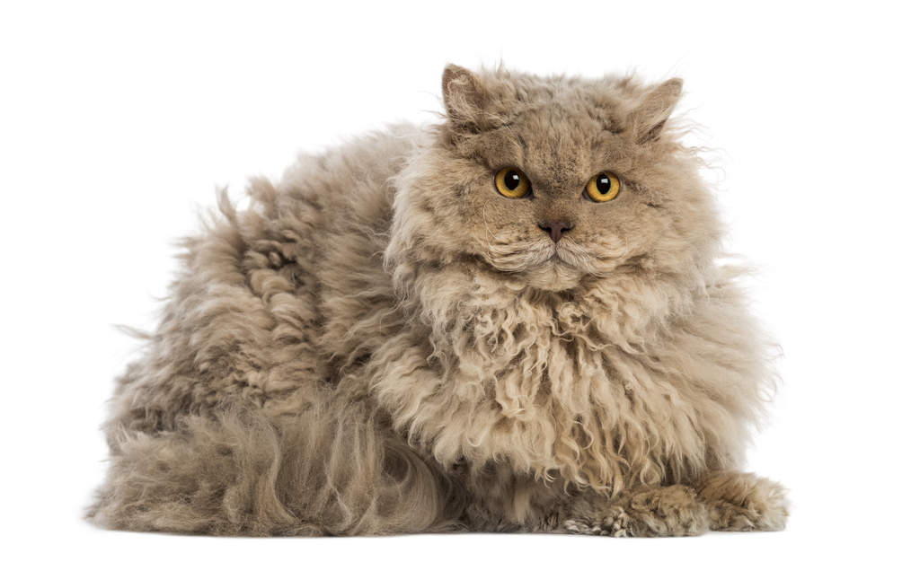 selkirk rex 3