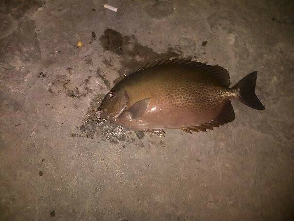 sengatan ikan kitang