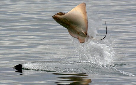 serangan ikan pari