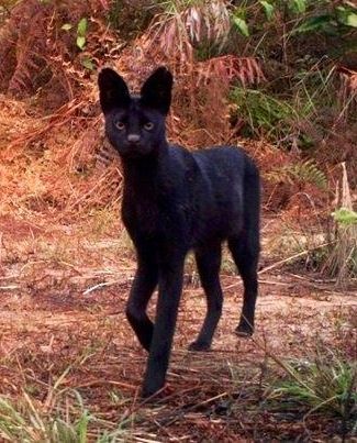 serval melanistic