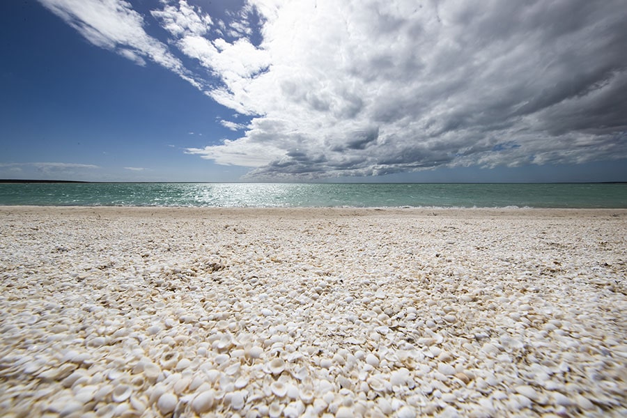 shark bay shell beach pantai cangkerang