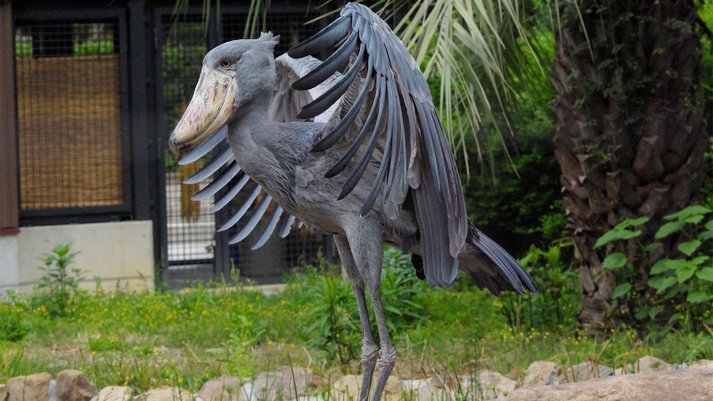 shoebill stork burung menakutkan