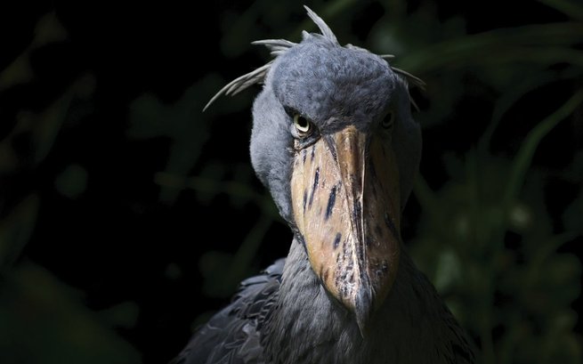 shoebill stork