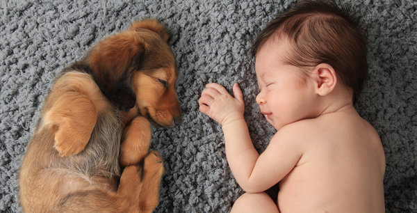 si kecil tidur nyenyak bersama haiwan peliharaan pet mereka