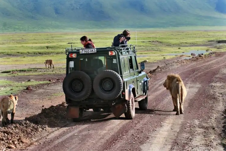 singa safari