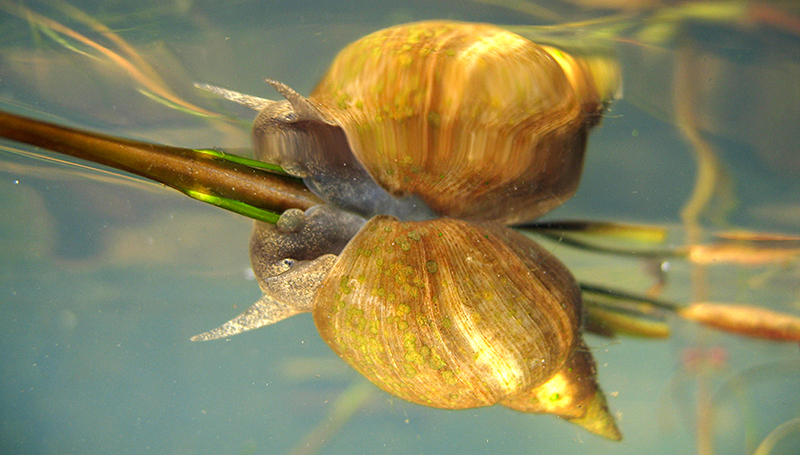 siput air tawar