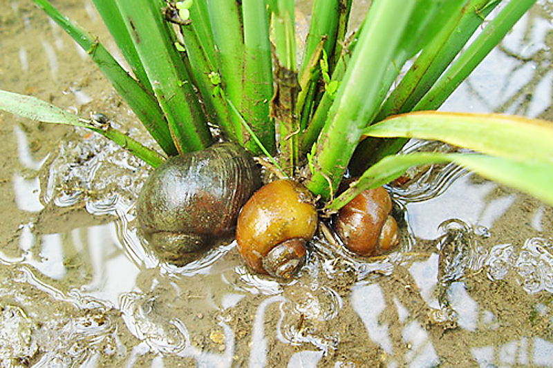 siput gondang emas