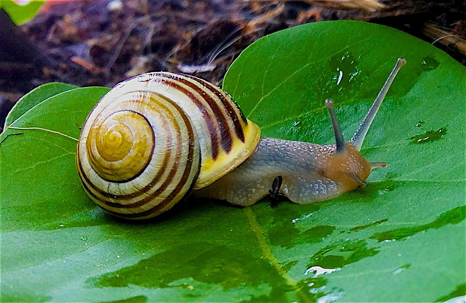 siput taman