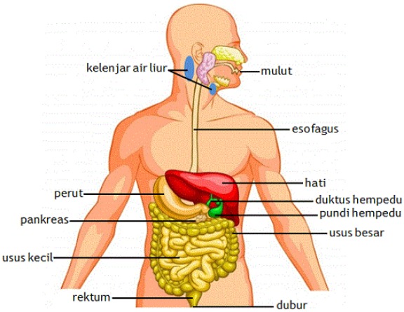 sistem pencernaan manusia