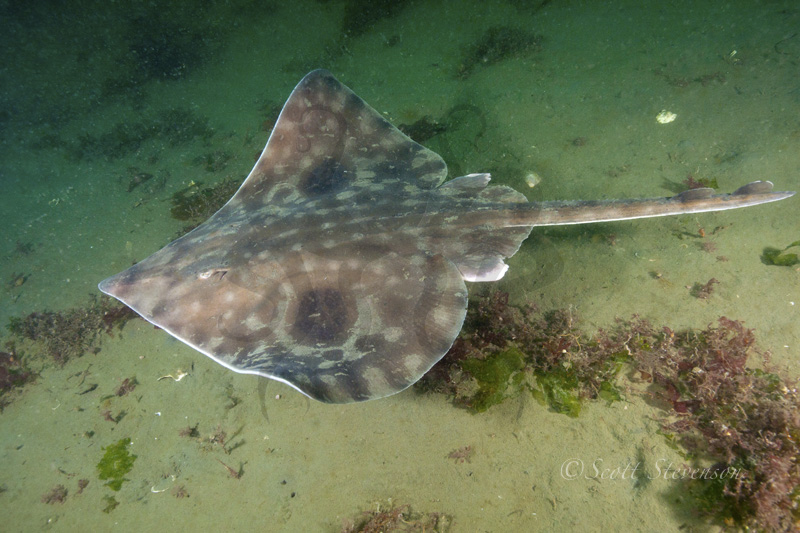 sixgill stingray