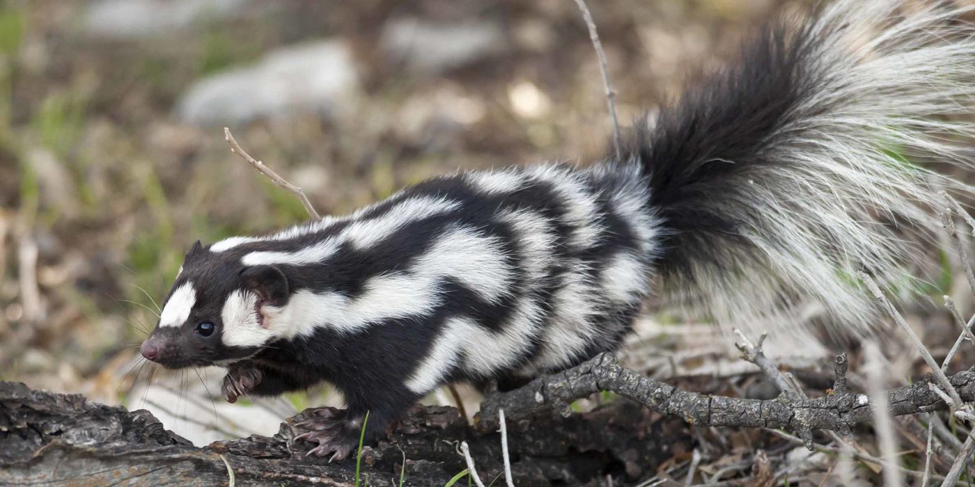 skunk