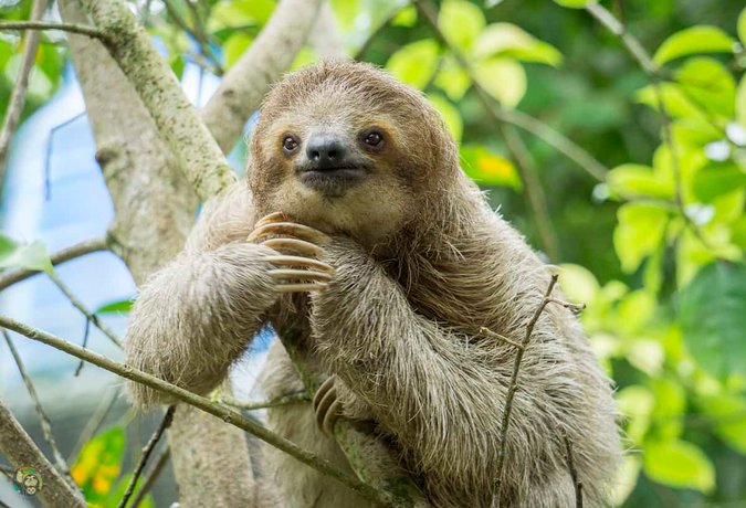 sloth miliki kuasa luar biasa