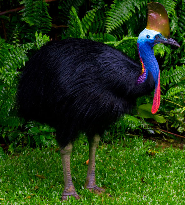 southern cassowary 98