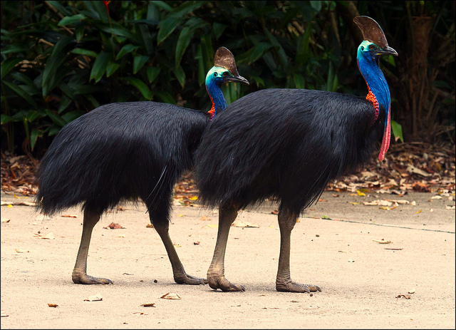 southern cassowary