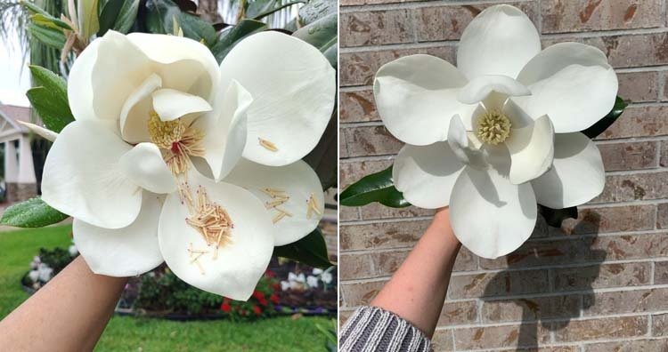 southern magnolia