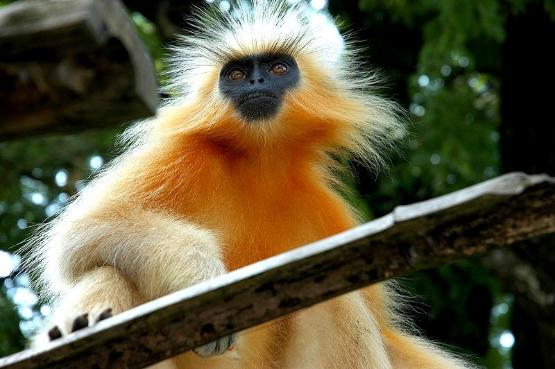 spesies golden langur yang hampir pupus