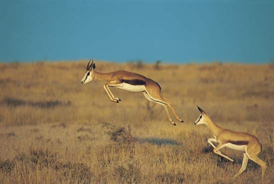 springbok