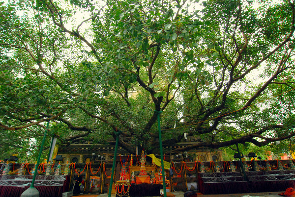 sri maha bodhi