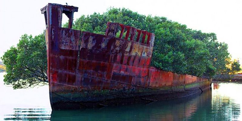 ss aryfield hutan terapung