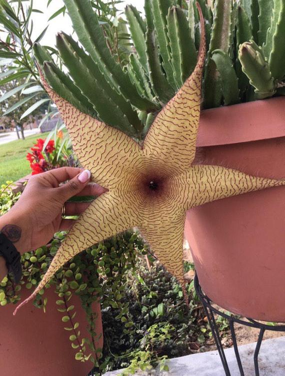 stapelia gigantea