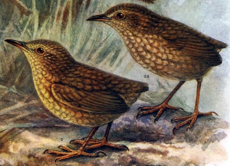 stephen island wren