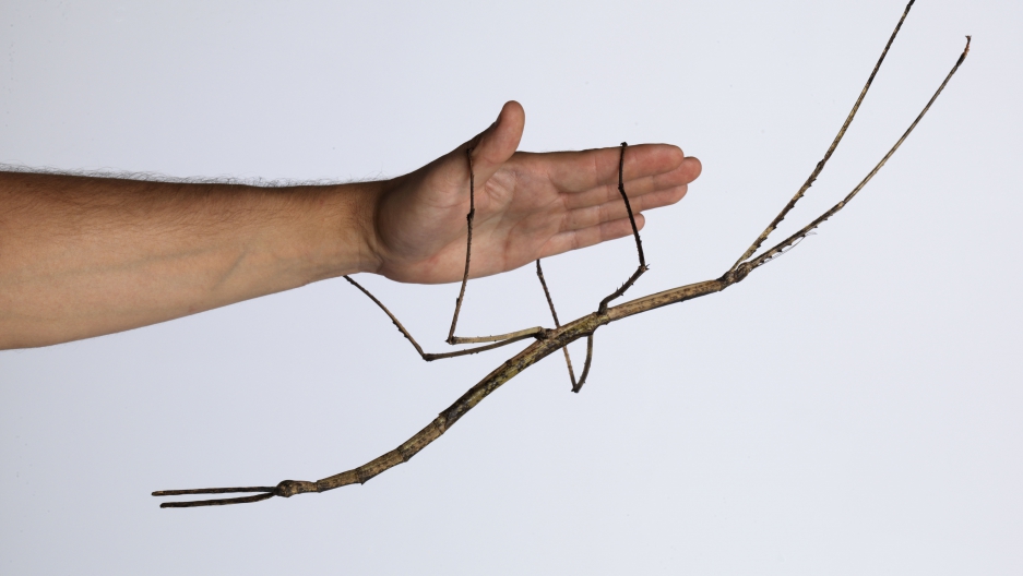 stick insect serangga ranting kayu