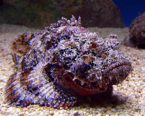 stonefish