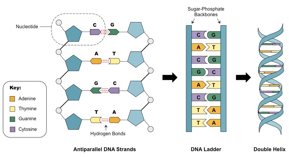 struktur dna