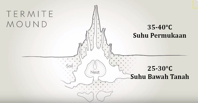 struktur sarang anai anai 167