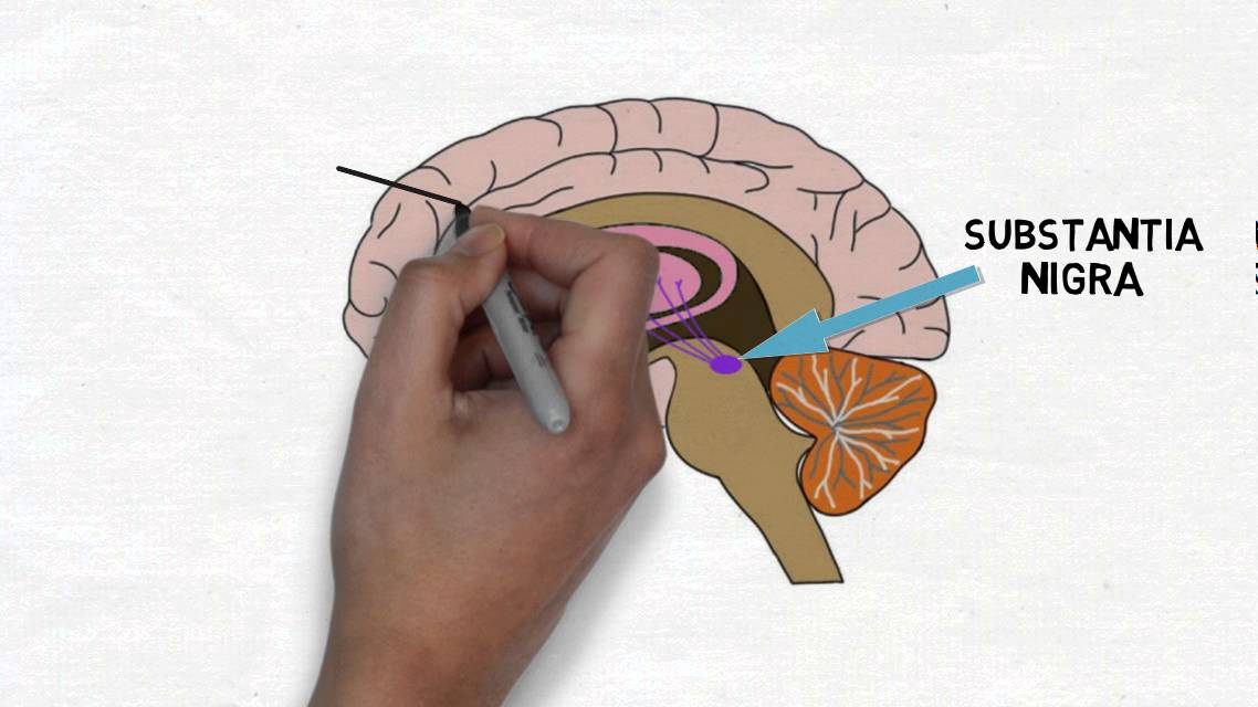 substantia nigra