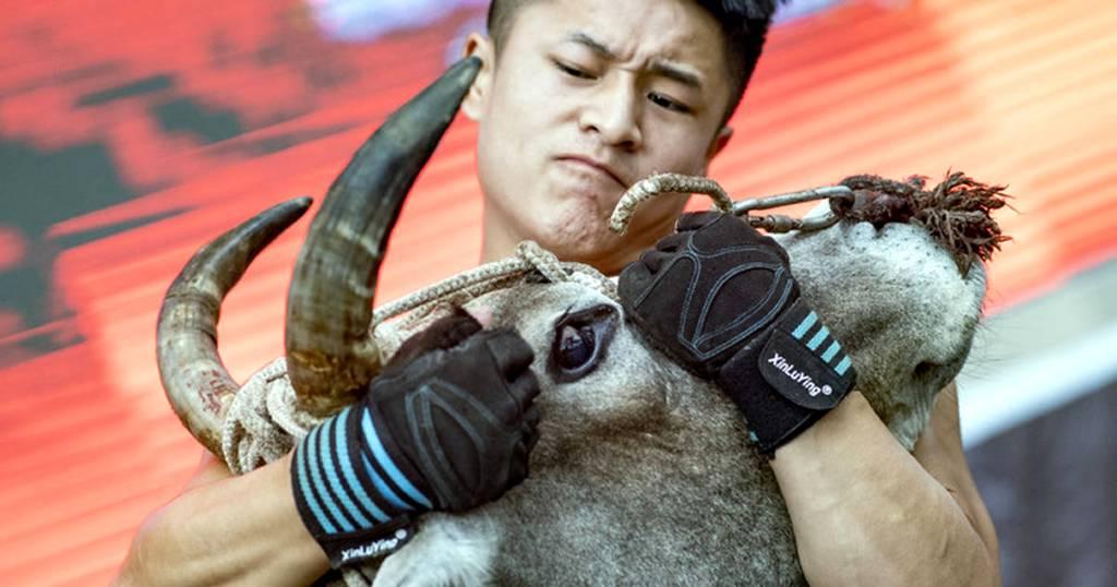 sukan pertarungan lembu kung fu china