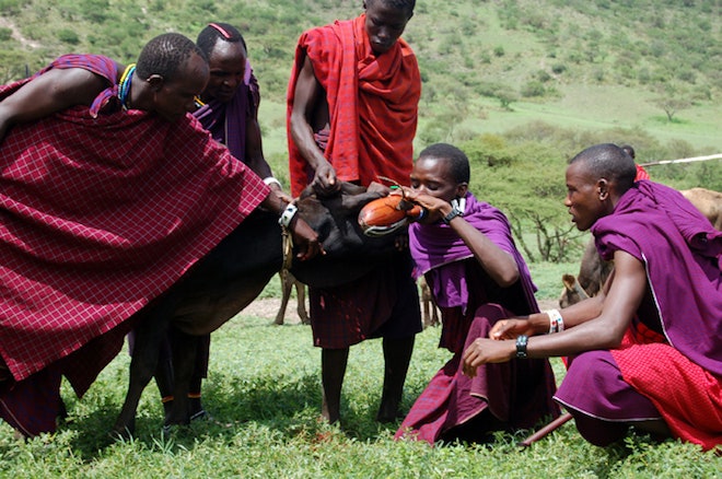 susu darah maasai