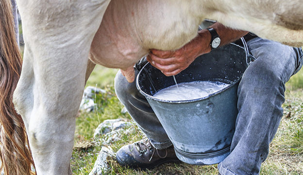 susu tidak patut diminum secara mentah