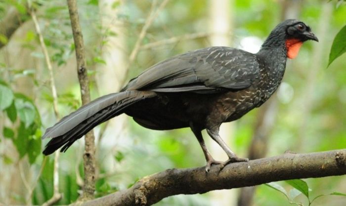 tahi burung jacu antara paling mahal di dunia